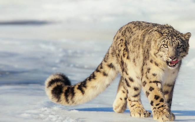 20120716-snow-leopard.jpg.662x0_q70_crop-scale