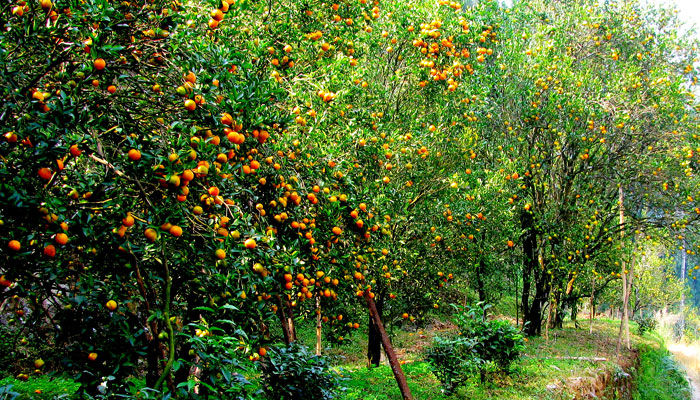 orangeorchard3.jpg